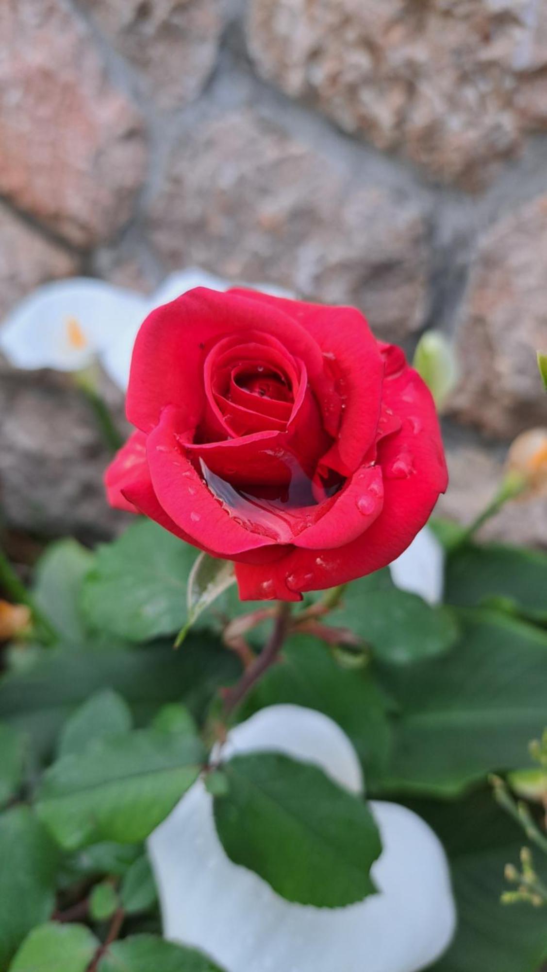 Apartmani Tomic Seline Bagian luar foto